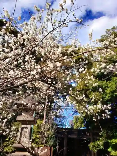 赤坂氷川神社(東京都)