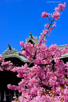 桜神宮(東京都)