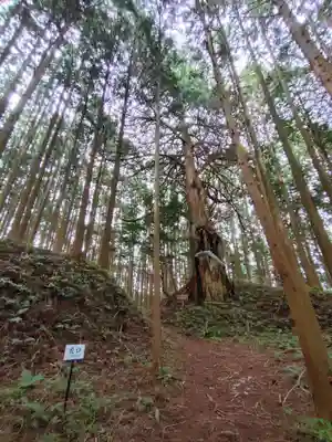 白鳥神社の自然