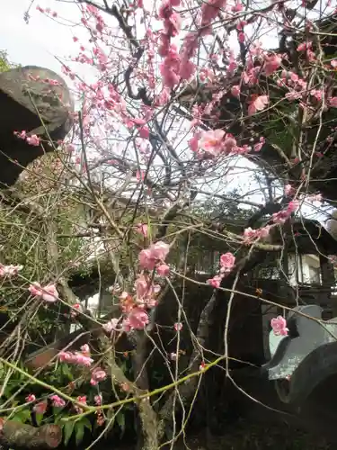 安國論寺（安国論寺）の自然