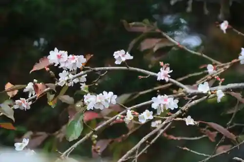 鹿島大神宮の自然