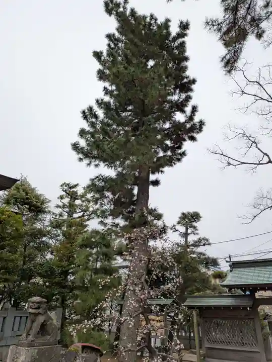 白幡天神社(千葉県)