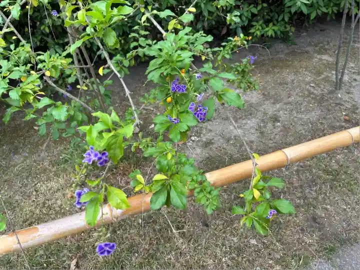 南宗寺(大阪府)