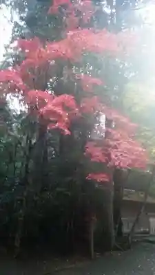 瀧原宮(皇大神宮別宮)(三重県)