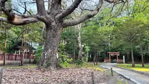 北海道神宮(北海道)