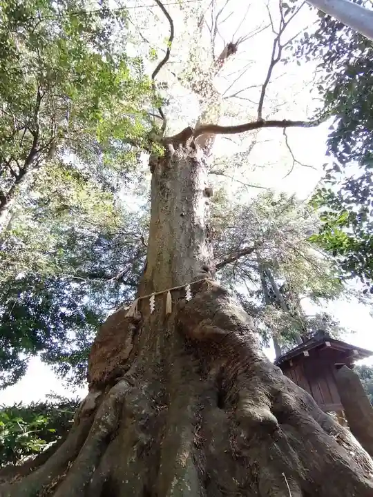 沓掛香取神社の自然