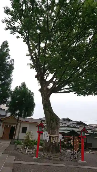 正ノ木稲荷 稲積神社の自然