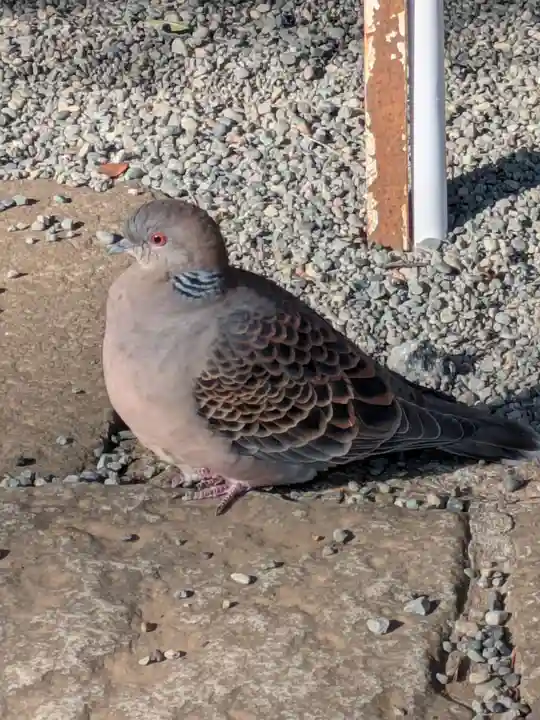 世田谷八幡宮(東京都)