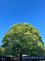 明治神宮(東京都)