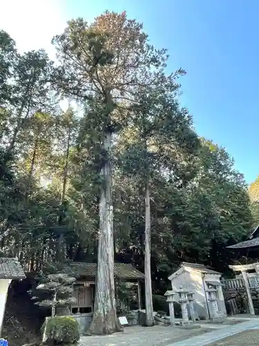 春日神社の自然