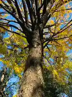 田無神社の自然