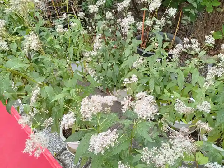 行願寺(革堂)の自然