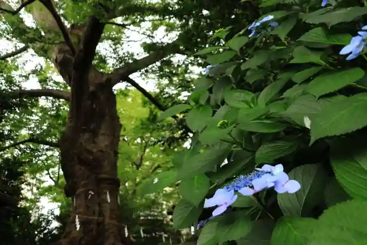 愛宕神社の自然