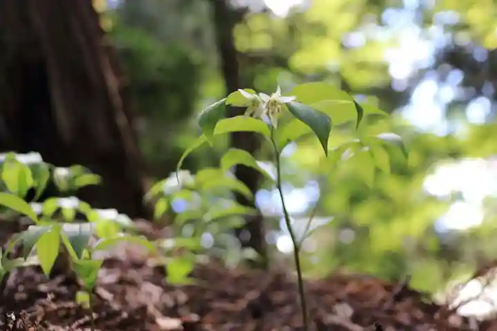 鹿島大神宮の自然