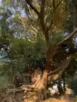 八幡神社(千葉県)