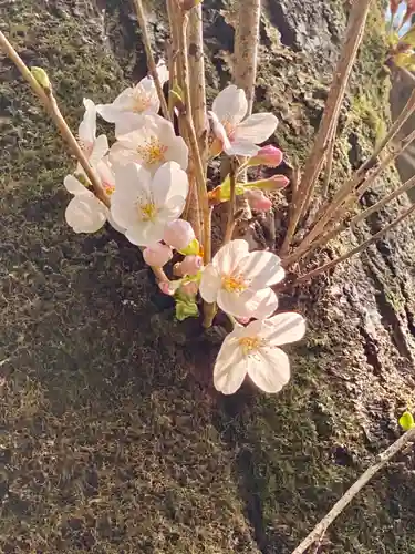 霊鑑寺門跡の自然