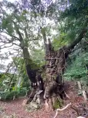 葛見神社の自然