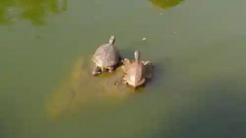 亀戸天神社の動物