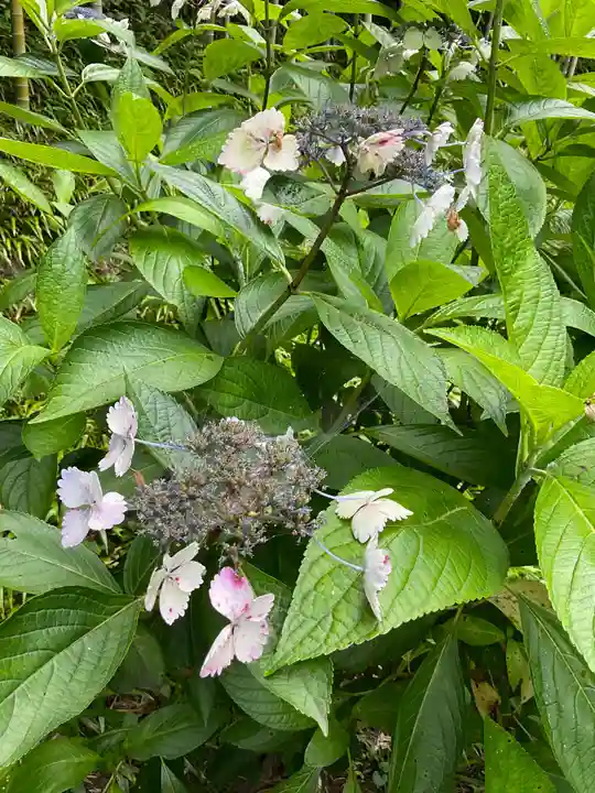 長壽寺(長寿寺)の自然