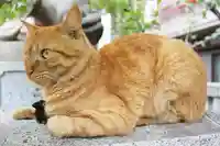 くまくま神社(導きの社 熊野町熊野神社)の動物
