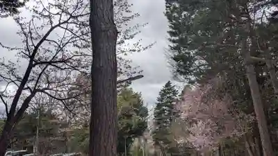 上川神社の自然