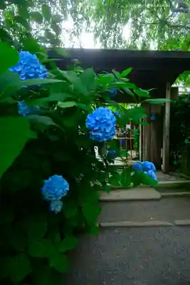 明月院(神奈川県)