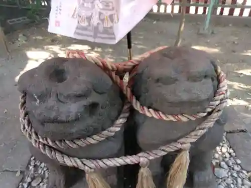 浅草神社の狛犬