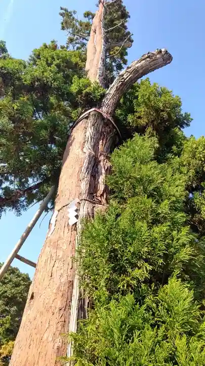 吉備津彦神社(岡山県)