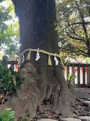 川越氷川神社(埼玉県)