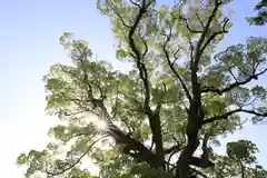 白鳥神社の自然