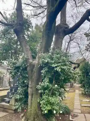 誓閑寺(東京都)