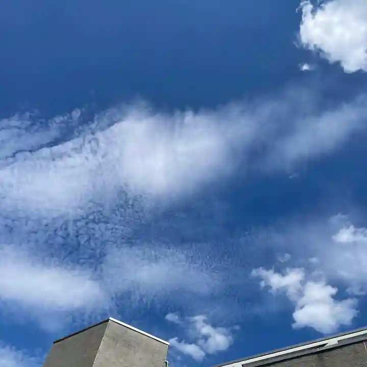 高円寺氷川神社の自然