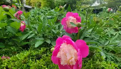 浄明院(愛媛県)