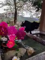 高司神社〜むすびの神の鎮まる社〜の手水舎