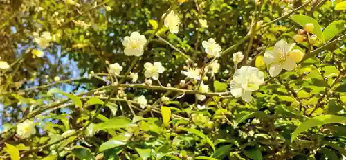 くまくま神社(導きの社 熊野町熊野神社)の自然