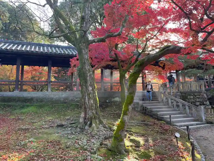 東福禅寺(東福寺)(京都府)