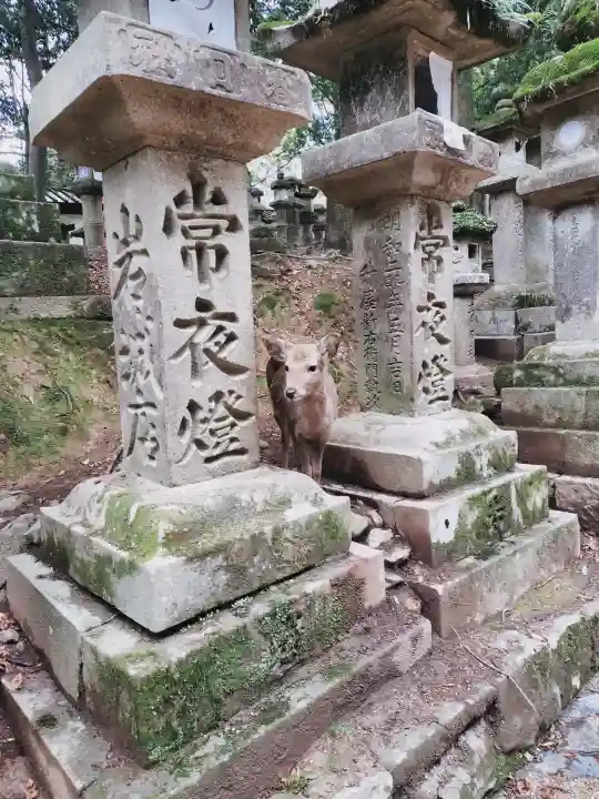 春日大社の{uncategorized: "未分類", other: "その他", undefined: "問題あり", building: "その他建物", grave: "お墓", sacred_gate: "鳥居", guardian: "狛犬", statue: "像", buddha: "仏像", history: "歴史", nature: "自然", garden: "庭園", animal: "動物", pagoda: "塔", temizu: "手水舎", mountain_gate: "山門・神門", sanctuary: "本殿・本堂", subordinate: "末社・摂社", art: "芸術", scenery: "景色", jizo: "地蔵", ema: "絵馬", goshuin: "御朱印", omikuji: "おみくじ", items: "授与品その他", amulet: "お守り", goshuincho: "御朱印帳", eats: "食事", festival: "お祭り", votive_dance: "神楽", shichigosan: "七五三参", wedding: "結婚式", experience: "体験その他", initially: "初詣", around: "周辺", anti_infection: "感染症対策"}