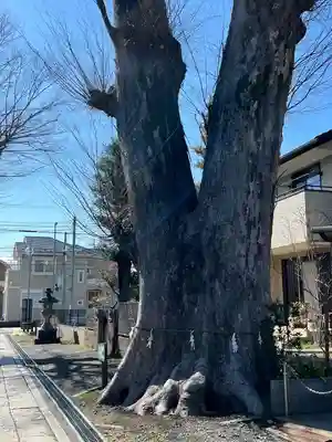 所澤神明社(埼玉県)