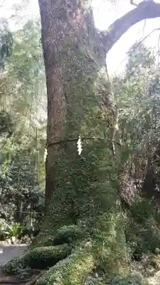 立田阿蘇三宮神社の自然