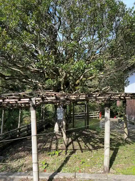 竹生島神社(都久夫須麻神社)の自然