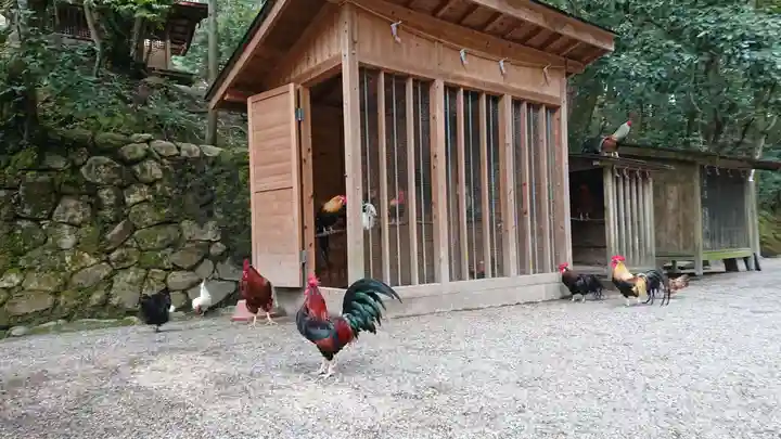 石上神宮の動物