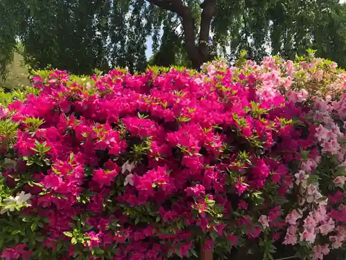 櫻木神社(千葉県)