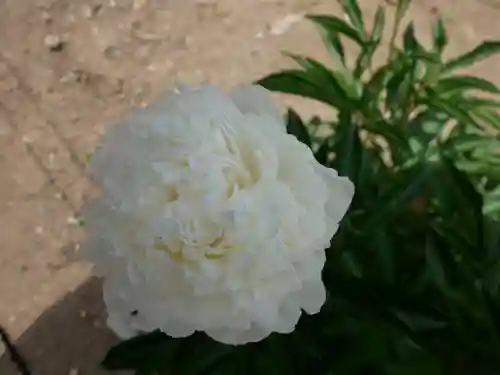 金蛇水神社(宮城県)