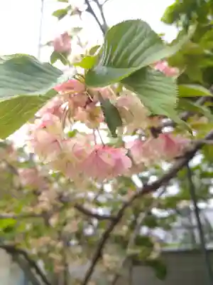 城山稲荷神社の自然