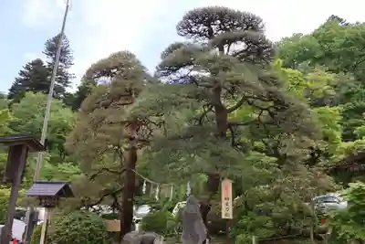宝登山神社(埼玉県)