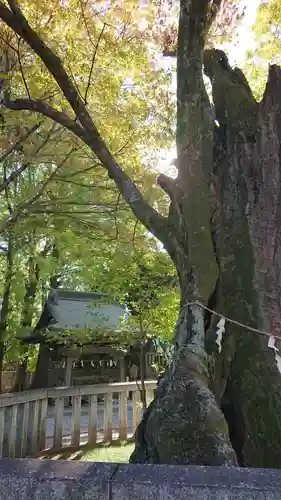 高城神社の自然