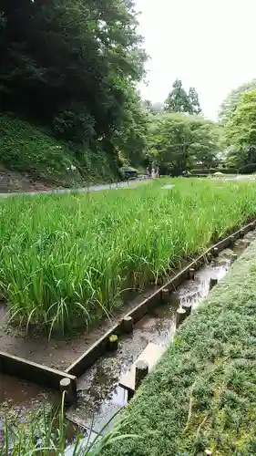 明月院の庭園