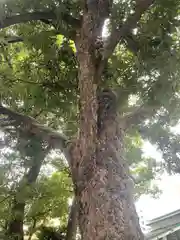 大鳥神社の自然