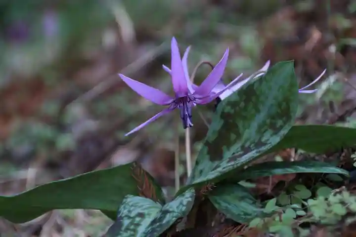 田村神社の自然