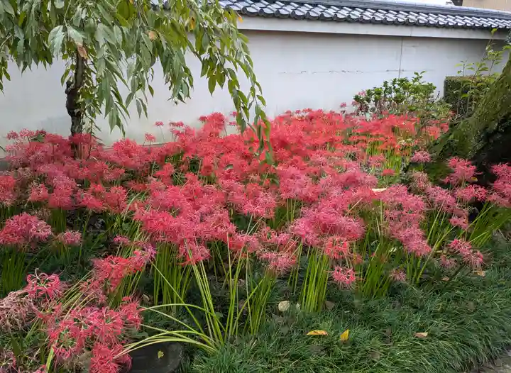 圓照寺(埼玉県)